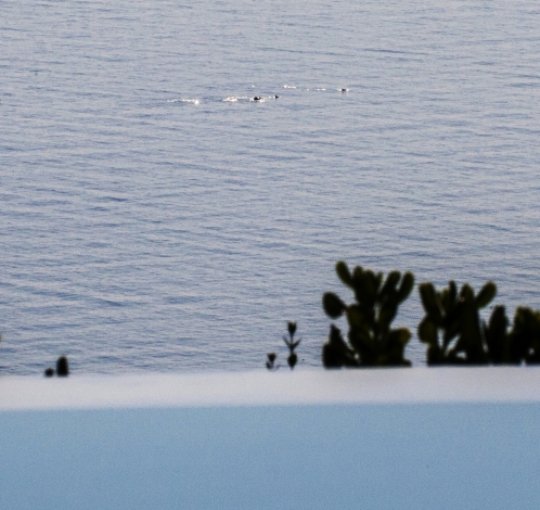 Private pool villa, watching dolphins play from the swimming pool, Image 14