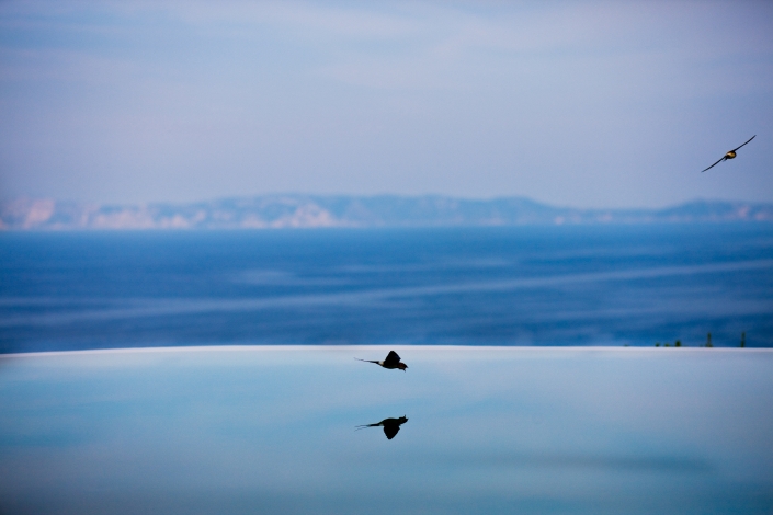 Private pool villa, Swallows dipping in the infinity pool, Image 4