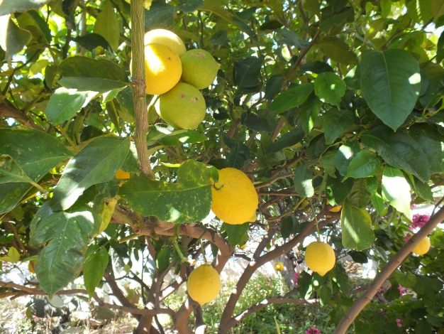 Johannes Villa, lemon trees, Image 22